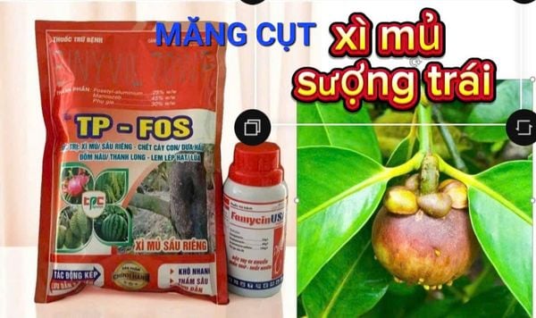 Combo phòng ngừa hiện tượng xì mủ, sượng trái măng cụt