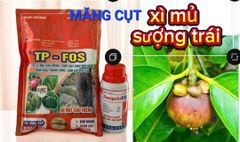 Combo phòng ngừa hiện tượng xì mủ, sượng trái măng cụt