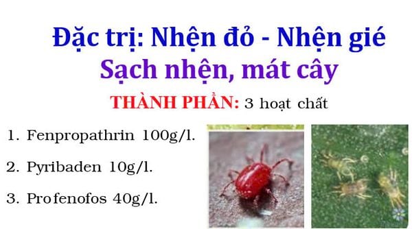 Đặc trị nhện đỏ - nhện gié, Vua nhện naka 240ml - Siêu nhện 450ml, Calicydan 150EW: sạch nhện, gây ung trứng, mát cây, mát bông
