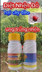 (Trừ nhện cây đào) Phòng trừ nhện đỏ, gây ung trứng nhện trên cây đào, không nóng, mát cây, mát bông