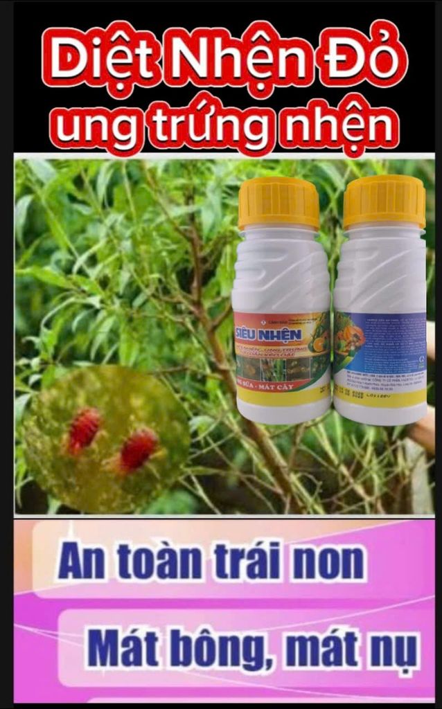 (Trừ nhện cây đào) Phòng trừ nhện đỏ, gây ung trứng nhện trên cây đào, không nóng, mát cây, mát bông