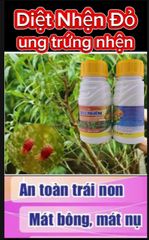 (Trừ nhện cây đào) Phòng trừ nhện đỏ, gây ung trứng nhện trên cây đào, không nóng, mát cây, mát bông