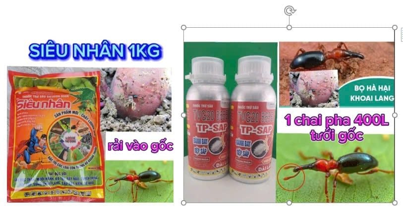Thuốc Tưới Gốc, Rải Gốc Phòng Trị Sùng Hà, bọ Hà Trên Khoai Lang
