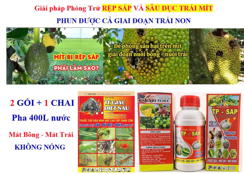 (Lớn trái mít, Sâu đục trái mít, Rệp sáp mít) Phân thúc lớn trái mít, nặng ký và phòng trị sâu đục trái mít, trừ rệp sáp mít không gây nóng trái