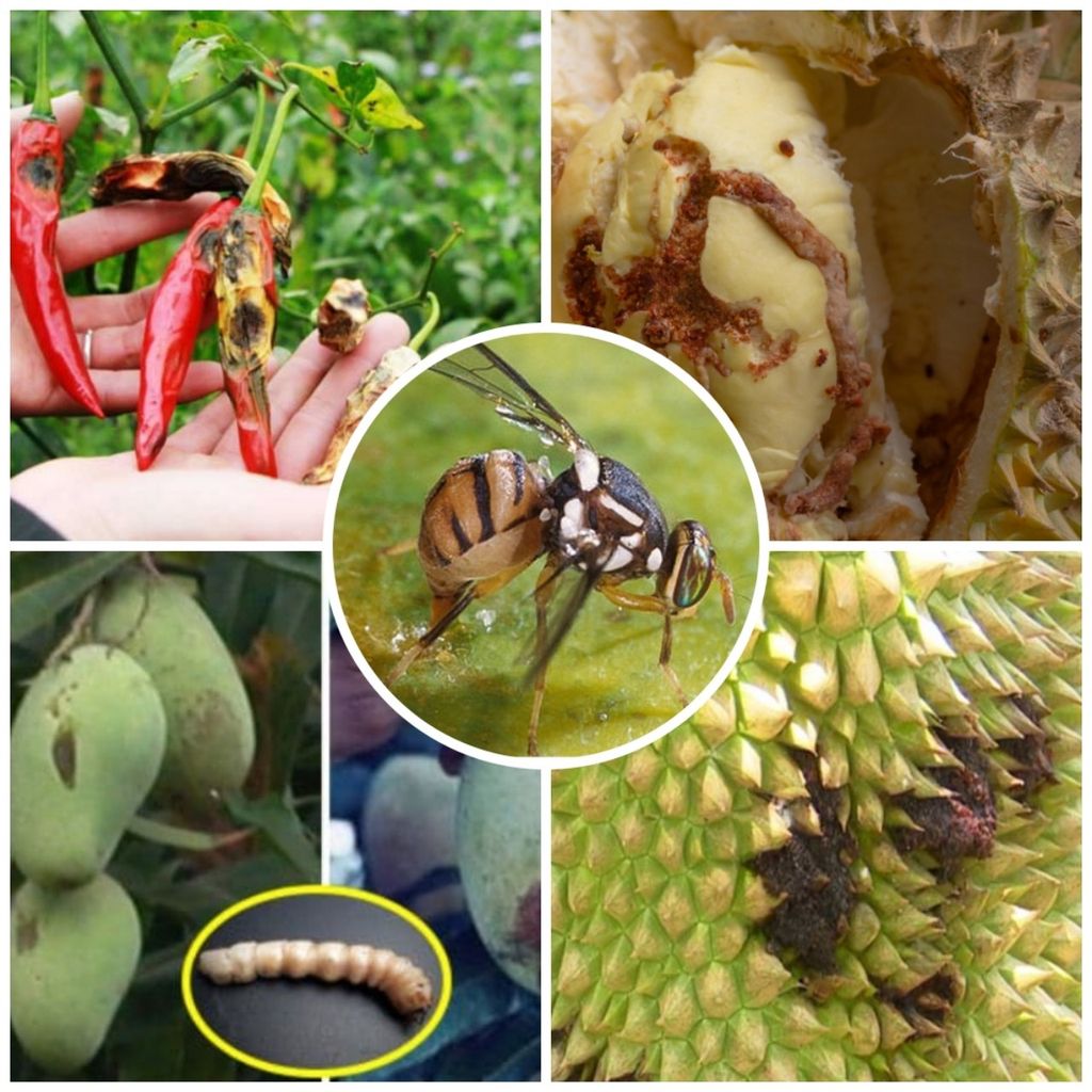 Thuốc trị ruồi vàng cây vú sữa, ruồi vàng xoài, ruồi vàng mận, ruồi vàng hại mướp, ớt, khổ qua, bầu bí, dưa leo