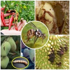 Thuốc trị ruồi vàng cây vú sữa, ruồi vàng xoài, ruồi vàng mận, ruồi vàng hại mướp, ớt, khổ qua, bầu bí, dưa leo