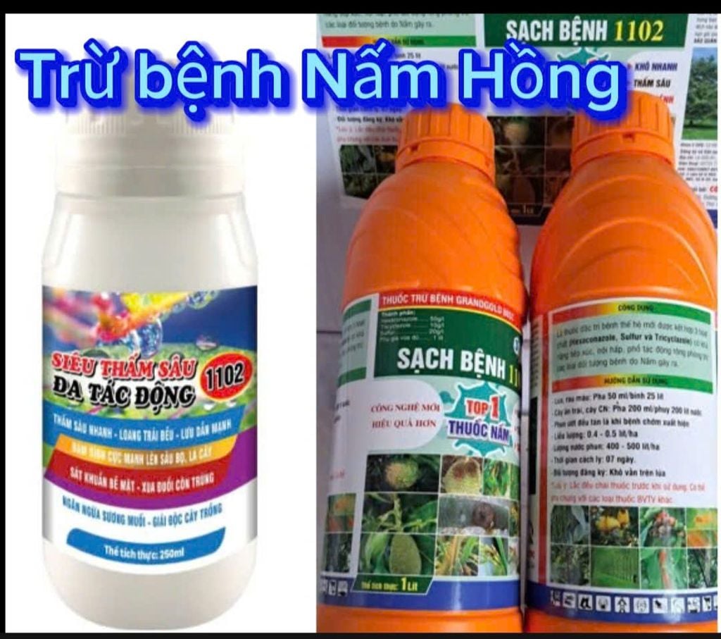 Trừ bệnh nấm hồng trên sầu riêng, nấm hồng gây hại cây cà phê, nấm hồng trên chanh, cam, quýt, bưởi, hiệu sạch bệnh 1102 1L phun 400-600L nước