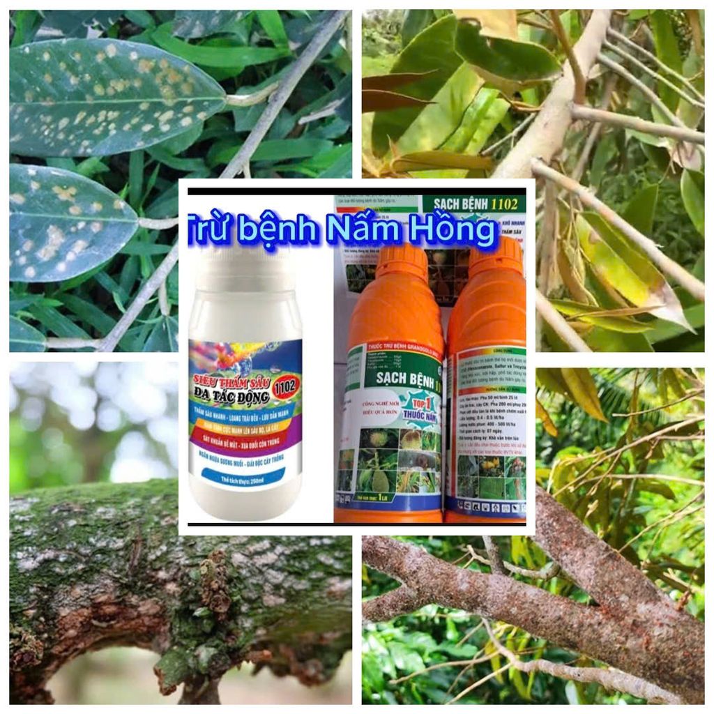 Trừ bệnh nấm hồng trên sầu riêng, nấm hồng gây hại cây cà phê, nấm hồng trên chanh, cam, quýt, bưởi, hiệu sạch bệnh 1102 1L phun 400-600L nước