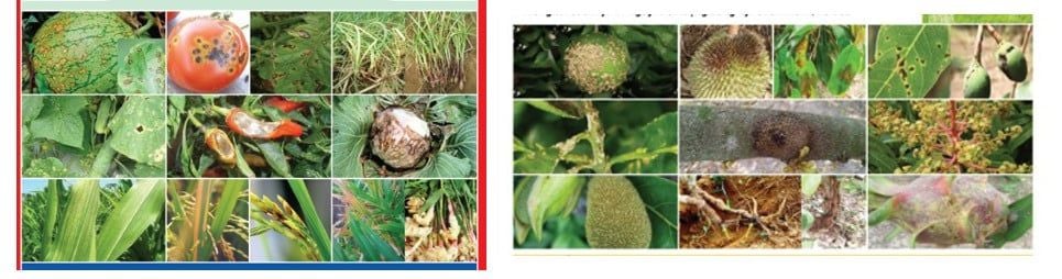 (50g) Sạch Bệnh 1102, Anlia 600wg : quản lý vàng lá chín sớm, thán thư, đốm lá, ghẻ sẹo, thối trái, rỉ sắt, sương mai, phấn trắng, tóp đầu lá