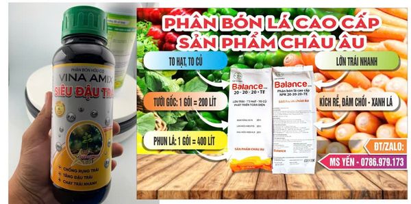 (nhãn) Bộ đôi siêu đậu trái nhãn - Dưỡng bông, Chống rụng bông nhãn và chống rụng trái non - Kích lớn trái