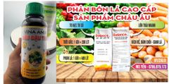 (nhãn) Bộ đôi siêu đậu trái nhãn - Dưỡng bông, Chống rụng bông nhãn và chống rụng trái non - Kích lớn trái