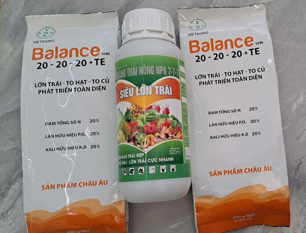 (Lớn trái mít) Bộ đôi lớn trái mít, trái to tròn đều, hạn chế méo trái, nở gai hết cỡ, múi mít to, nặng ký