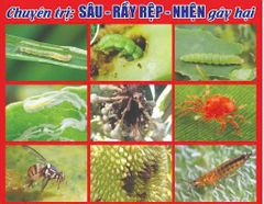 (Diệt sạch sâu rầy rệp, nhện đỏ) Phòng trừ sâu ăn bông, sâu đục trái, rệp sáp, bọ trĩ, rầy xanh, rầy phấn, rầy nhảy, nhện đỏ