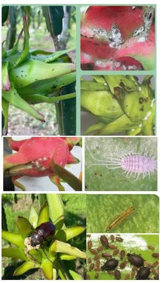 (Cây thanh long) Phòng trừ bọ trĩ , bọ xít, rầy mềm và rệp sáp, diệt kiến, bọ cánh cứng gây hại thanh long
