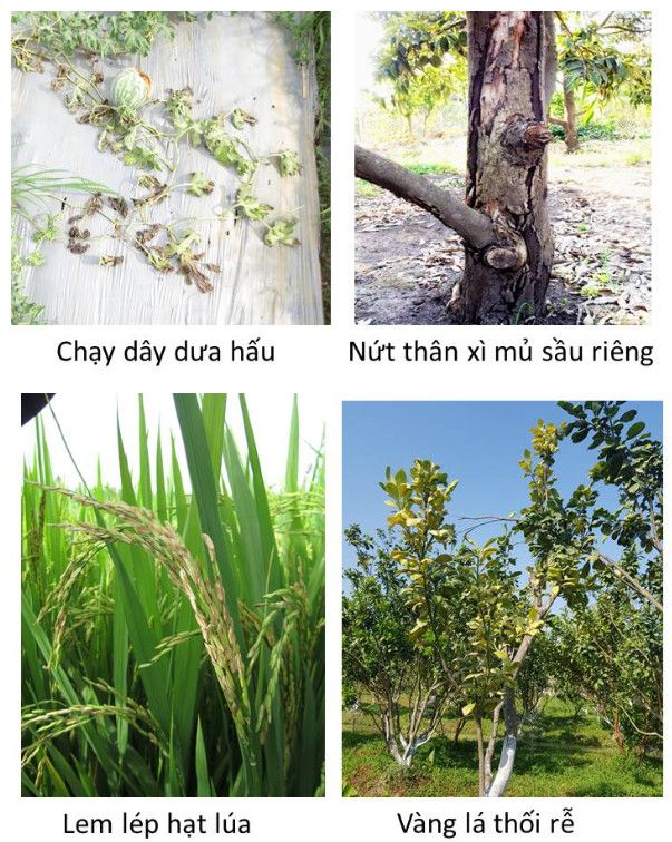 Thuốc trừ bệnh TP-FOS 400g, BINYVIL 70WP: phòng trừ nứt thân xì mủ sầu riêng, thối trái, héo rũ dưa hấu, đốm nâu thanh long, lem lép hạt lúa