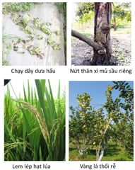 Thuốc trừ bệnh TP-FOS 400g, BINYVIL 70WP: phòng trừ nứt thân xì mủ sầu riêng, thối trái, héo rũ dưa hấu, đốm nâu thanh long, lem lép hạt lúa