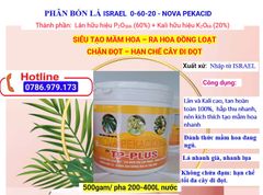 (500gam) Nova pekacid 0-60-20, Siêu tạo mầm hoa, kích ra hoa đồng loạt, chặn đọt, không gây cháy lá