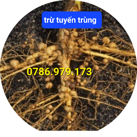 Thuốc trừ bệnh KAIDO 50SL - Sạch Tuyến Trùng 450ml: gốc chitosan, trừ tuyến trùng rễ,  và dưỡng rễ sầu riêng, mít, cà phê, hồ tiêu