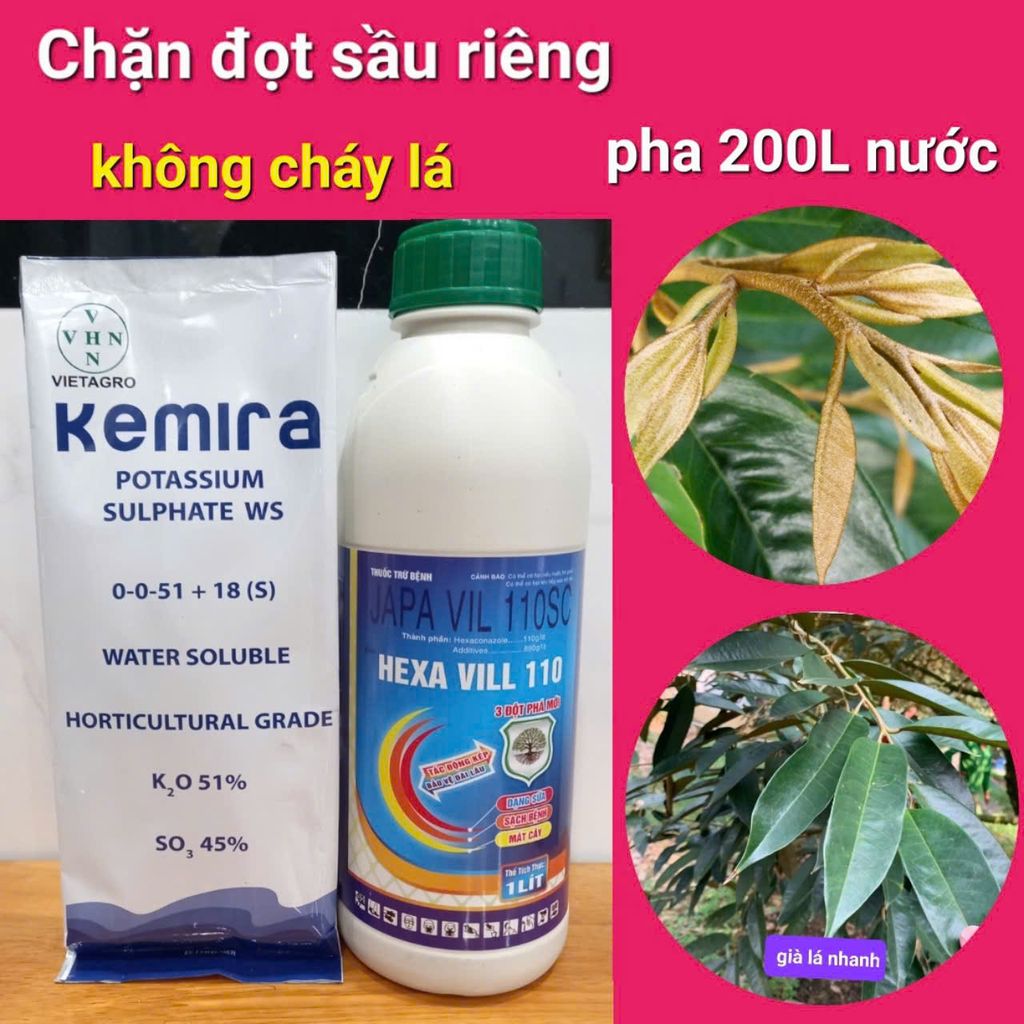 Bộ đôi chặn đọt sầu riêng không paclo, hãm đọt nhanh, ức chế đọt non, không nóng, không gây cháy lá