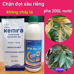 Bộ đôi chặn đọt sầu riêng không paclo, hãm đọt nhanh, ức chế đọt non, không nóng, không gây cháy lá
