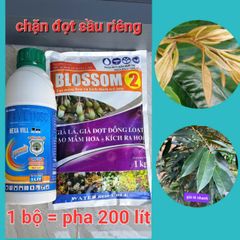 Bộ đôi chặn đọt sầu riêng không paclo, hãm đọt nhanh, ức chế đọt non, không nóng, không gây cháy lá