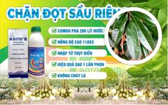 (CHUYÊN SẦU RIÊNG) Chặn đọt sầu riêng cực mạnh, già lá nhanh, ức chế đọt non, không gây cháy lá
