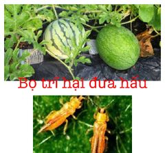 Bọ trĩ 20ml, thuốc trừ bọ trĩ lúa, bọ trĩ hoa mai, bọ trĩ hoa hồng, bọ trĩ hoa cúc, trừ bọ trĩ dưa hấu, bọ trĩ ớt