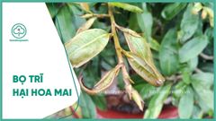 Bọ trĩ 20ml, thuốc trừ bọ trĩ lúa, bọ trĩ hoa mai, bọ trĩ hoa hồng, bọ trĩ hoa cúc, trừ bọ trĩ dưa hấu, bọ trĩ ớt