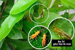 Bọ trĩ 20ml, thuốc trừ bọ trĩ lúa, bọ trĩ hoa mai, bọ trĩ hoa hồng, bọ trĩ hoa cúc, trừ bọ trĩ dưa hấu, bọ trĩ ớt