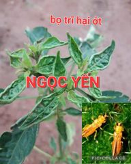 Bọ trĩ 20ml, thuốc trừ bọ trĩ lúa, bọ trĩ hoa mai, bọ trĩ hoa hồng, bọ trĩ hoa cúc, trừ bọ trĩ dưa hấu, bọ trĩ ớt