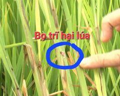 sạch bọ trĩ 50gam (DICHEST 11WP) - Trừ Bọ trĩ, bù lạch và rầy cánh trắng lúa