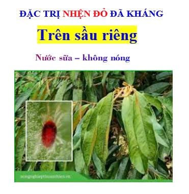 Giải pháp trị nhện đỏ đã kháng thuốc hại sầu riêng, mát cây, mát bông, hiệu lực kéo dài