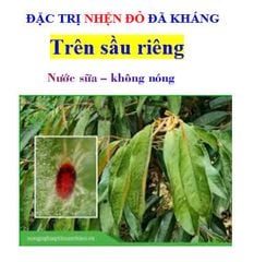 Giải pháp trị nhện đỏ đã kháng thuốc hại sầu riêng, mát cây, mát bông, hiệu lực kéo dài