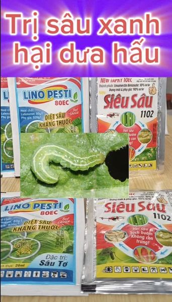 Quản lý sâu xanh dưa hấu