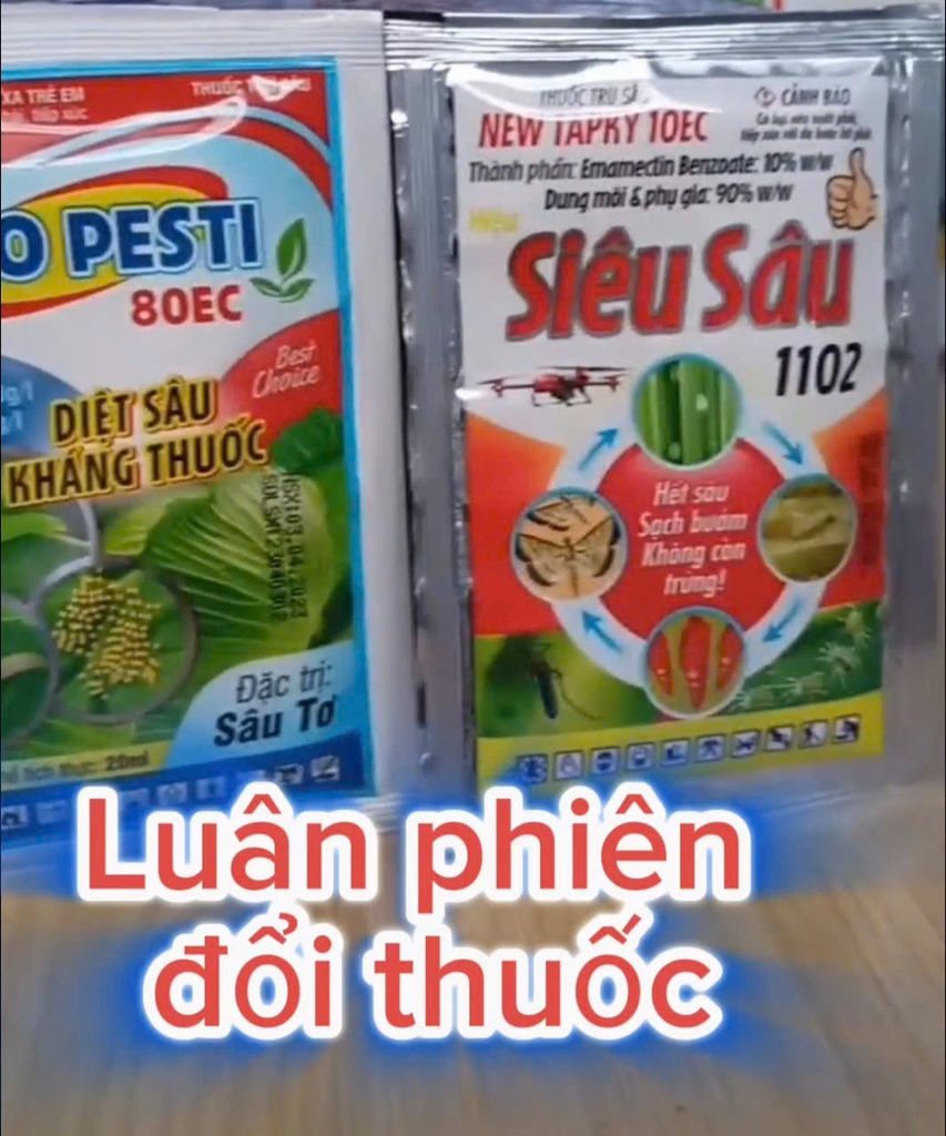 Quản lý sâu xanh dưa hấu