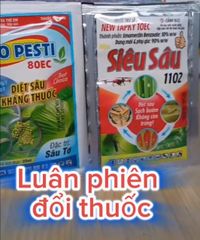Quản lý sâu xanh dưa hấu