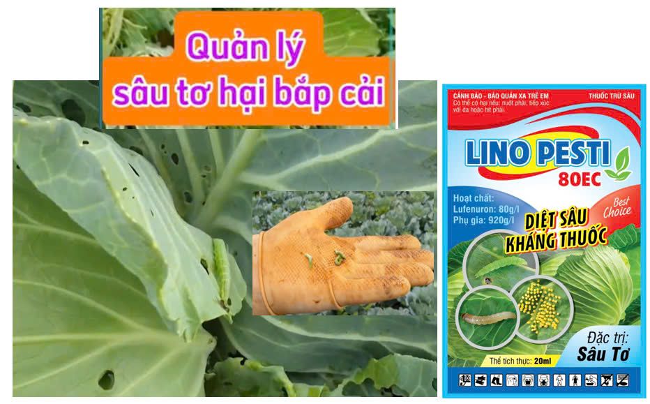 Lino pesti 80EC 20ml - Quản lý sâu tơ trên bắp cải