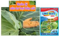 Lino pesti 80EC 20ml - Quản lý sâu tơ trên bắp cải