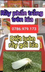 Diệt rầy phấn trắng trên lúa, diệt cả rầy gối lứa bằng 6 hoạt chất