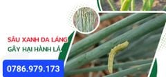 Diệt sâu xanh da láng hại hành, diệt sâu ống hành (hành lá và hành tím) đã kháng thuốc