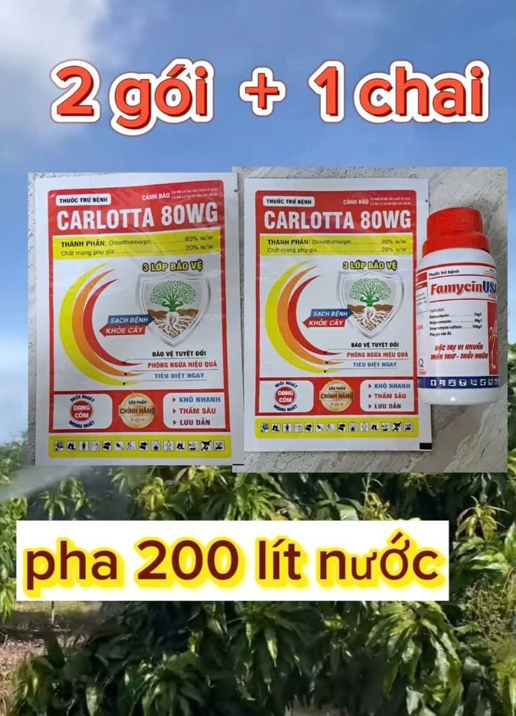 Bộ đôi đặc trị thán thư và rửa bông xoài, rửa trái xoài - rửa mắt cua, bông sầu riêng, rửa trái sầu riêng, rửa nước mưa, rửa sương muối do mưa
