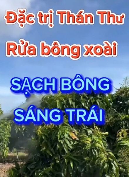 Bộ đôi đặc trị thán thư và rửa bông xoài, rửa trái xoài - rửa mắt cua, bông sầu riêng, rửa trái sầu riêng, rửa nước mưa, rửa sương muối do mưa