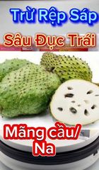 Quản lý rệp sáp và sâu đục trái trên mãng cầu (trái na)