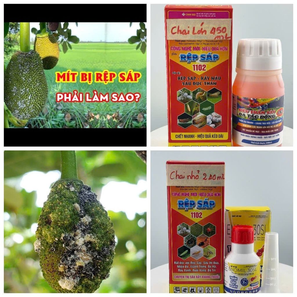 Chuyên trị rệp sáp trên cây ăn trái, cây công nghiệp