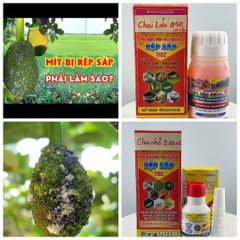 Chuyên trị rệp sáp trên cây ăn trái, cây công nghiệp