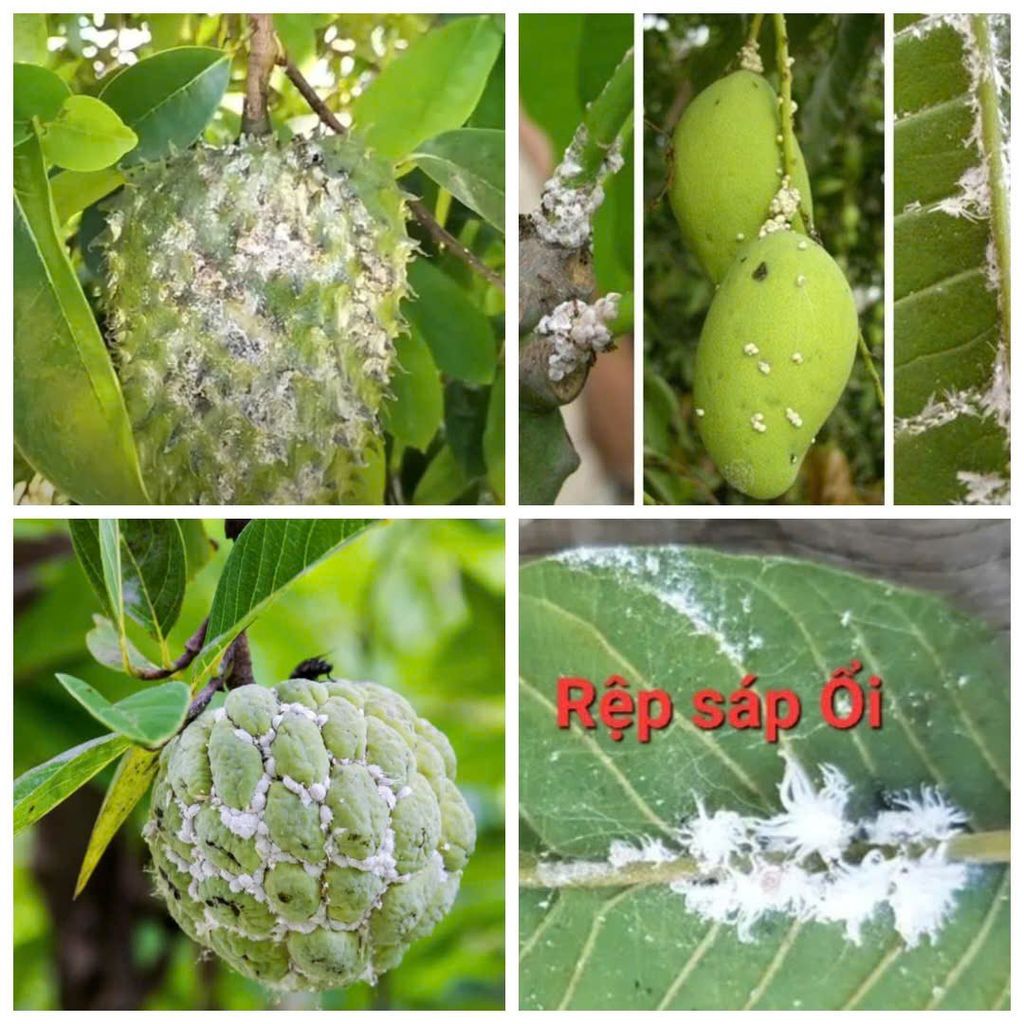 Chuyên trị rệp sáp trên cây ăn trái, cây công nghiệp