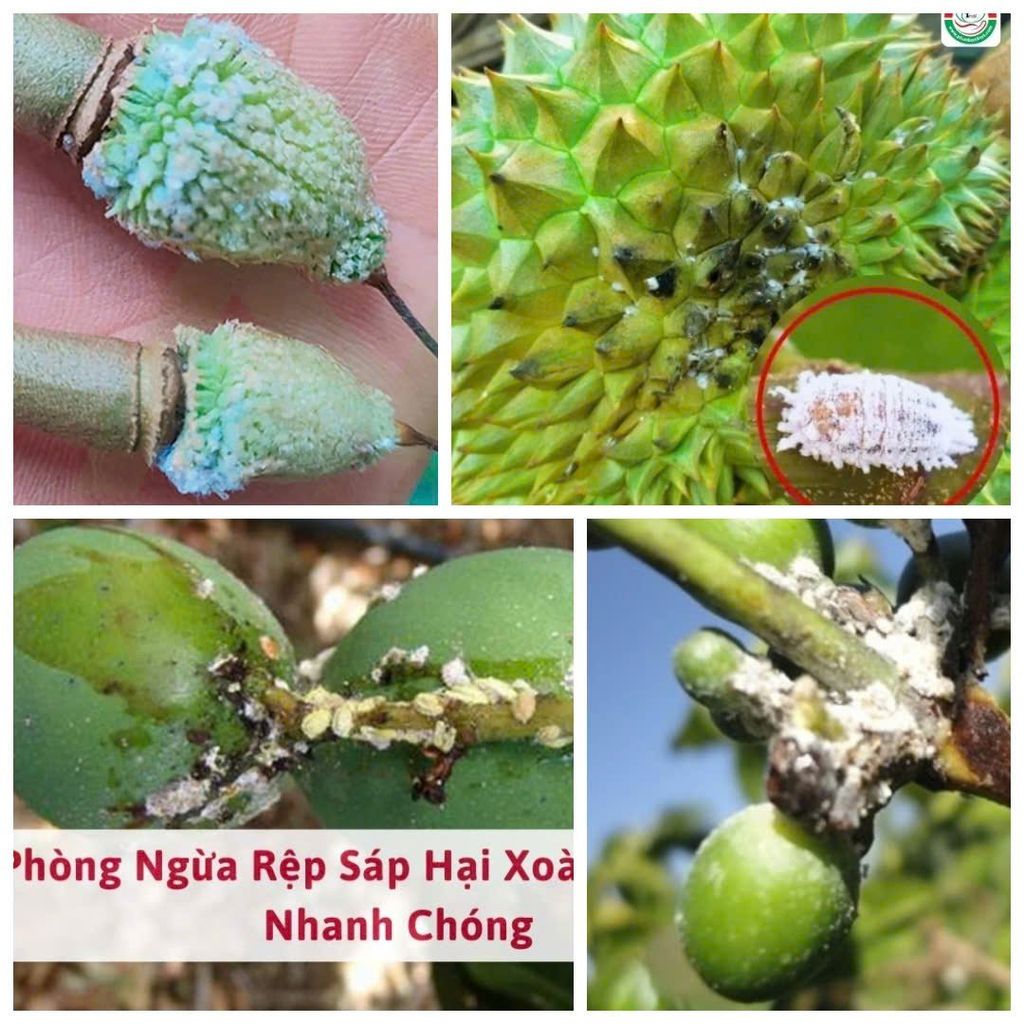 Chuyên trị rệp sáp trên cây ăn trái, cây công nghiệp
