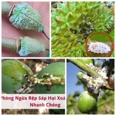 Chuyên trị rệp sáp trên cây ăn trái, cây công nghiệp