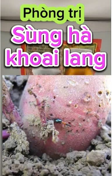 Thuốc Tưới Gốc, Rải Gốc Phòng Trị Sùng Hà, bọ Hà Trên Khoai Lang