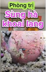 Thuốc Tưới Gốc, Rải Gốc Phòng Trị Sùng Hà, bọ Hà Trên Khoai Lang